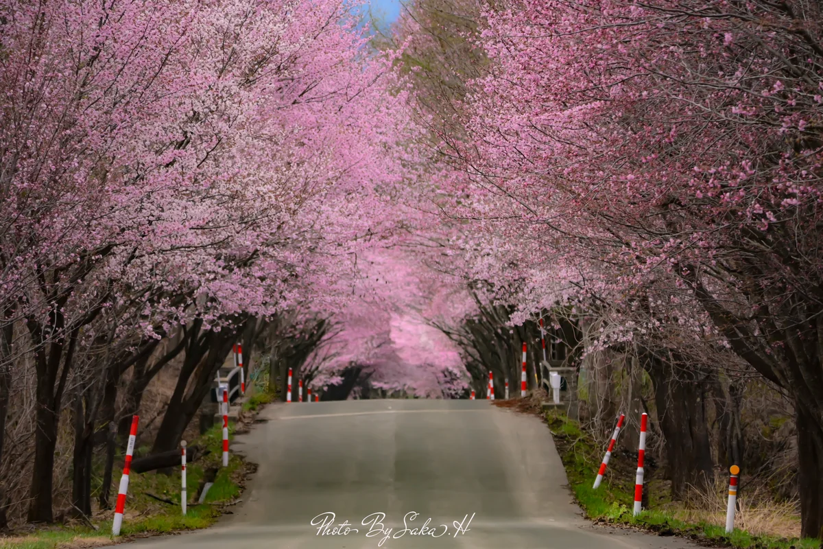 投稿写真：圧巻の桜並木