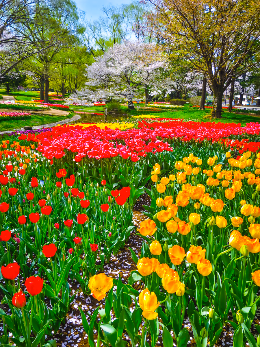 投稿写真：Flower Festival 2024~桜とチューリップ