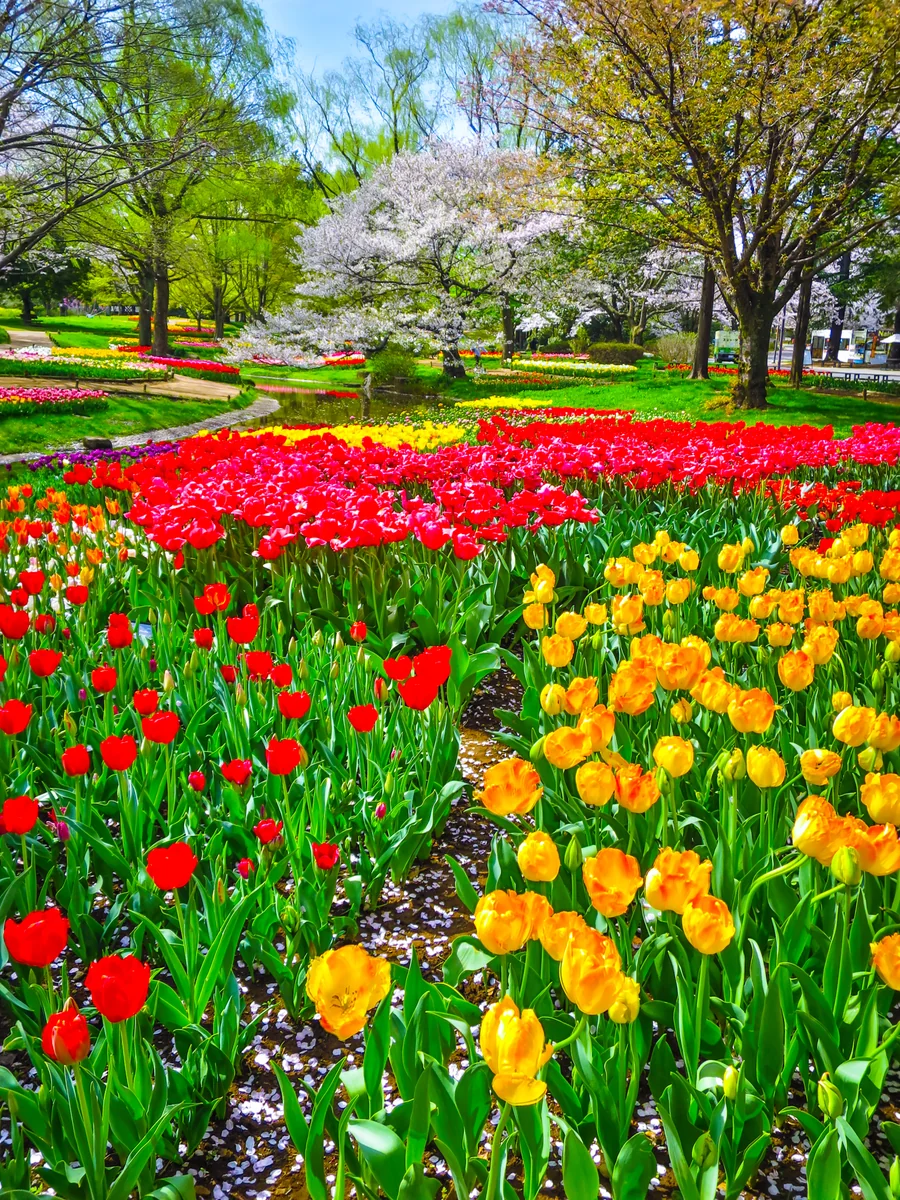 投稿写真：Flower Festival 2024~桜とチューリップ