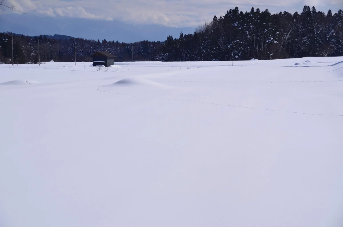 投稿写真：雪原