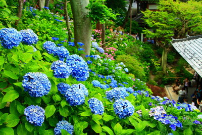 投稿：長谷寺の紫陽花（ブルー）