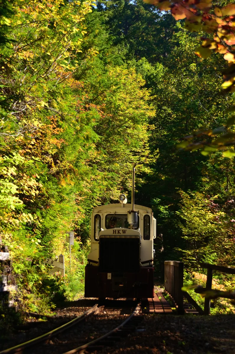 投稿写真：秋の森を走る森林鉄道