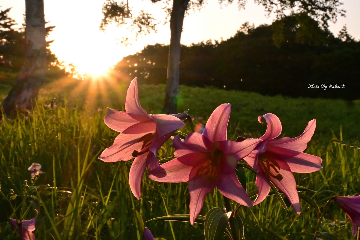 投稿写真：天空のひめさゆり
