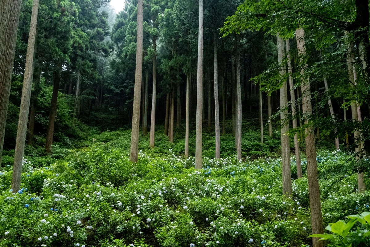 投稿写真：山里のあじさい