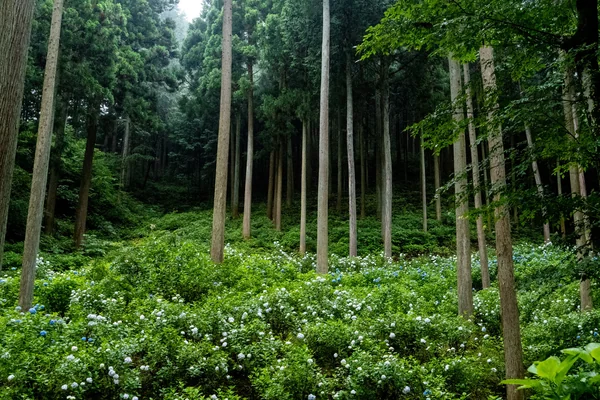 投稿：山里のあじさい