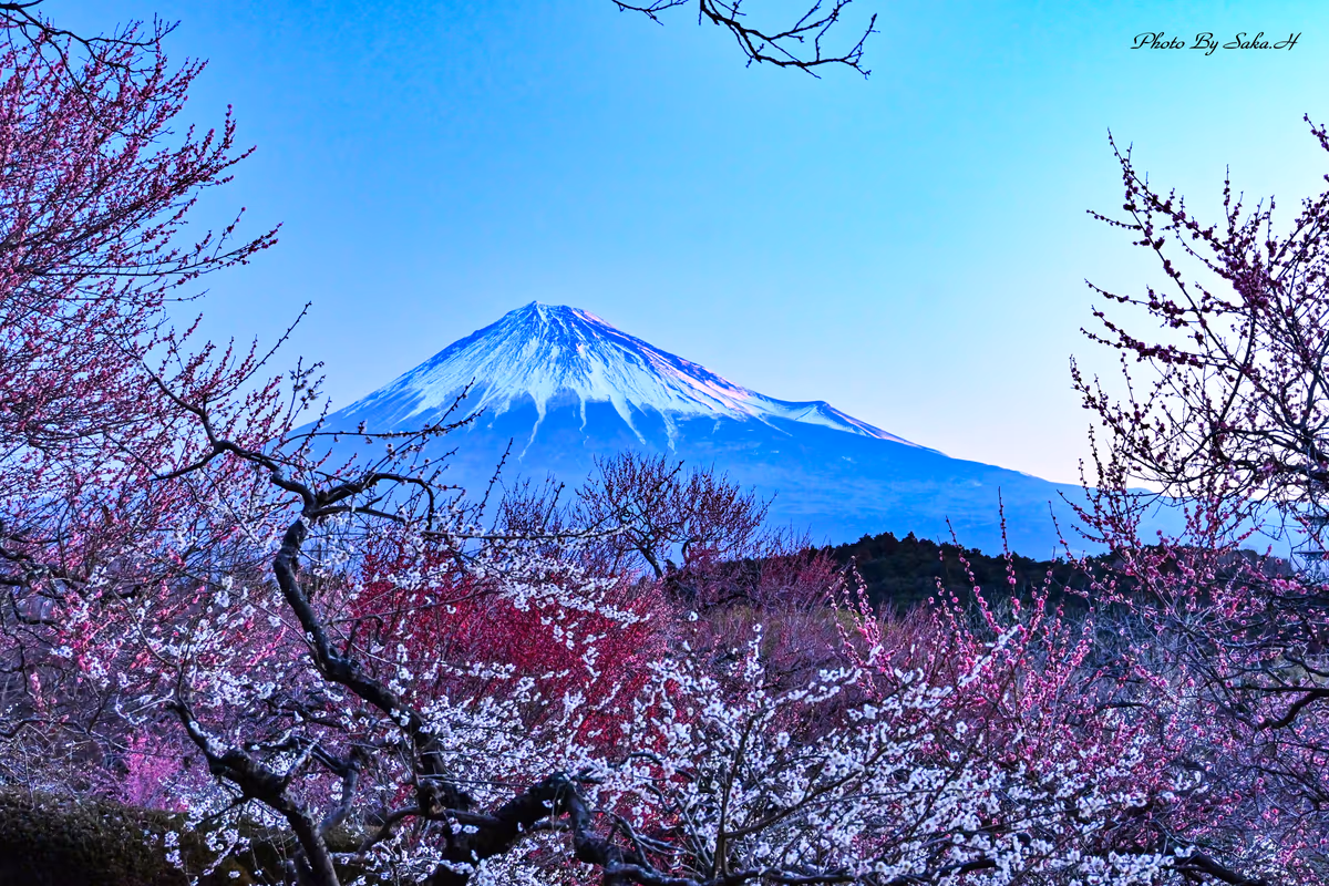 投稿写真：岩本山公園の夜明け