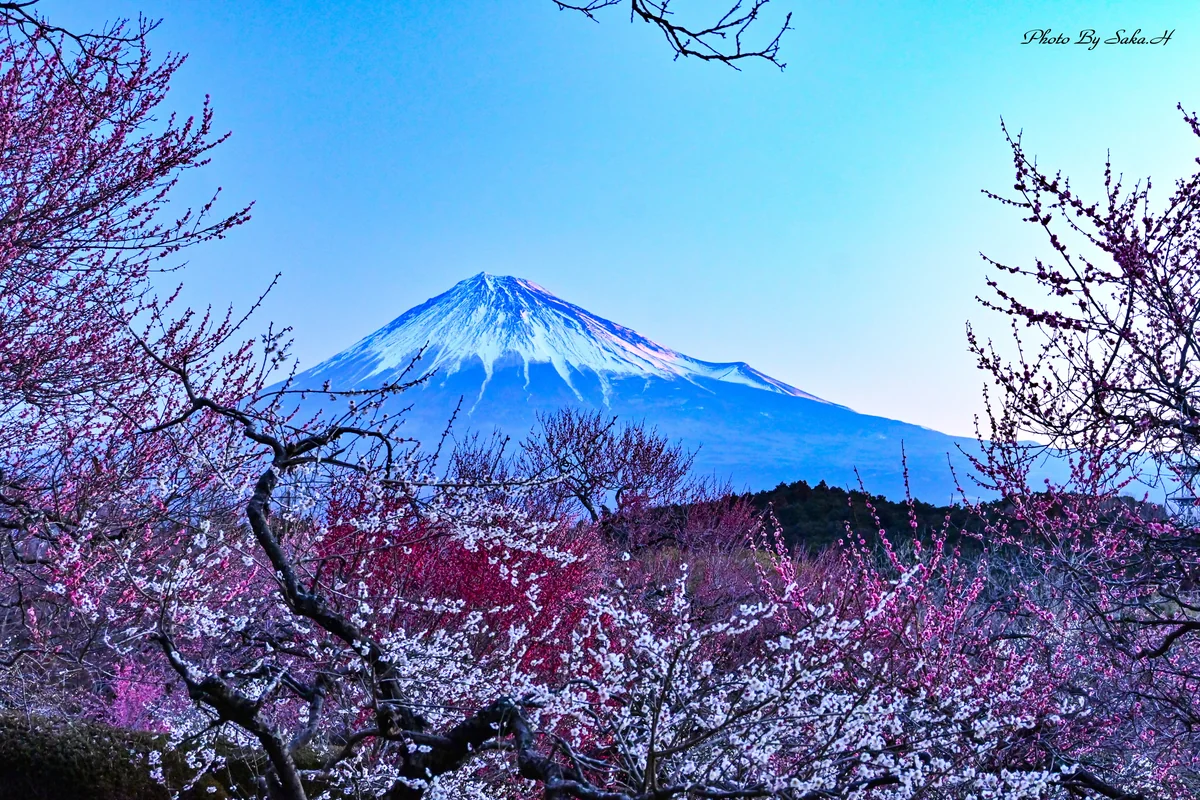 投稿写真：岩本山公園の夜明け