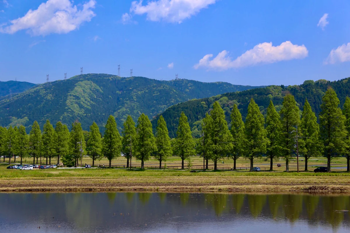 投稿写真：メタセコイア並木