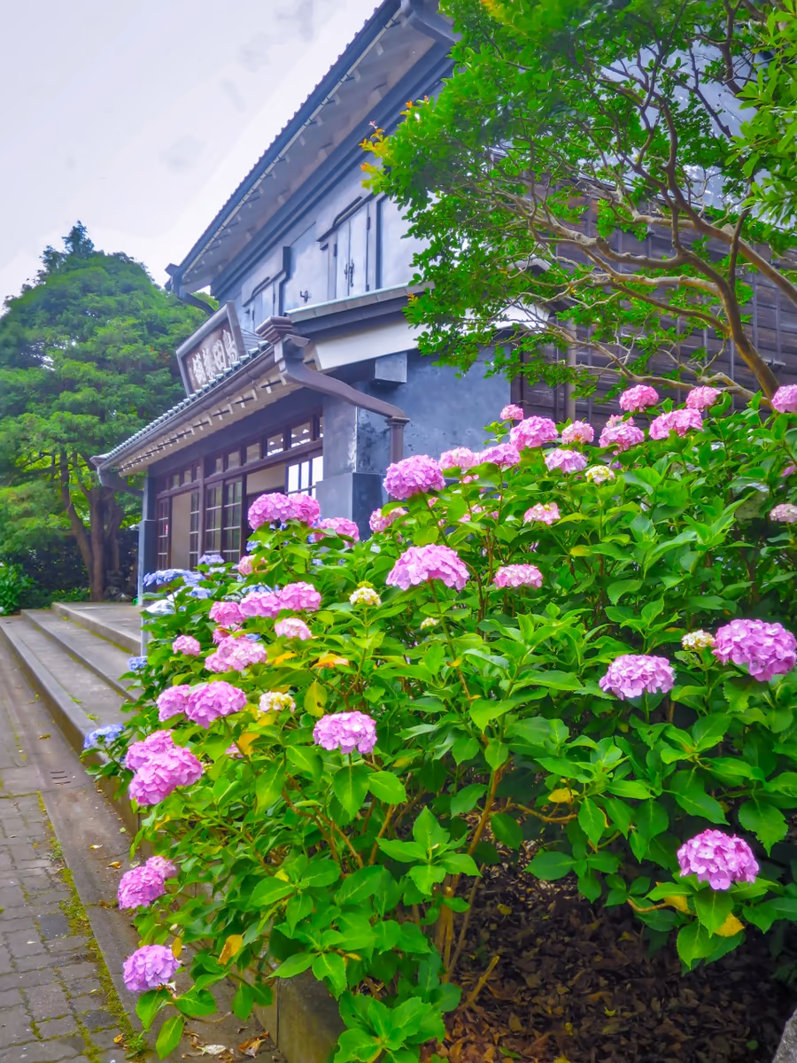 投稿写真：昔の町屋とあじさい
