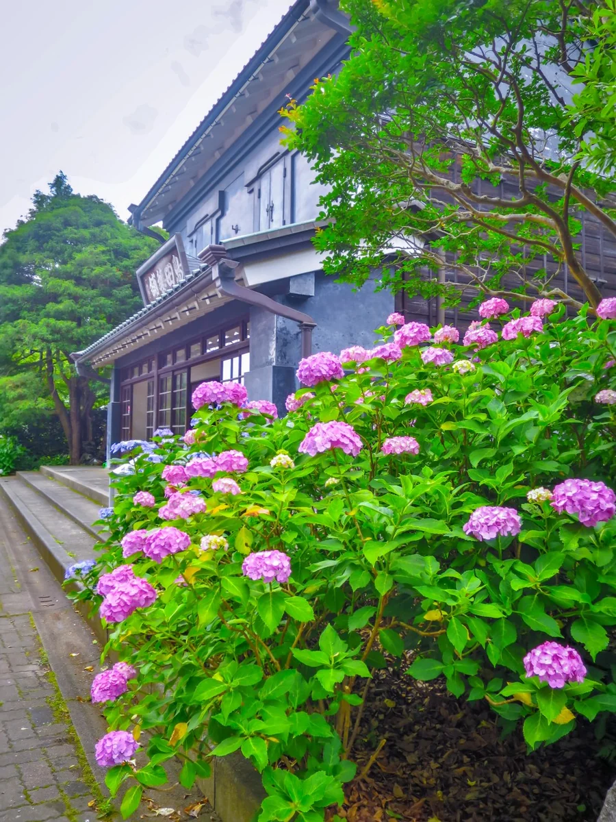 投稿写真：昔の町屋とあじさい