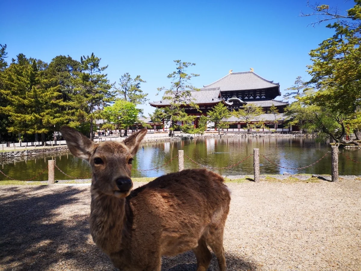 投稿写真：東大寺