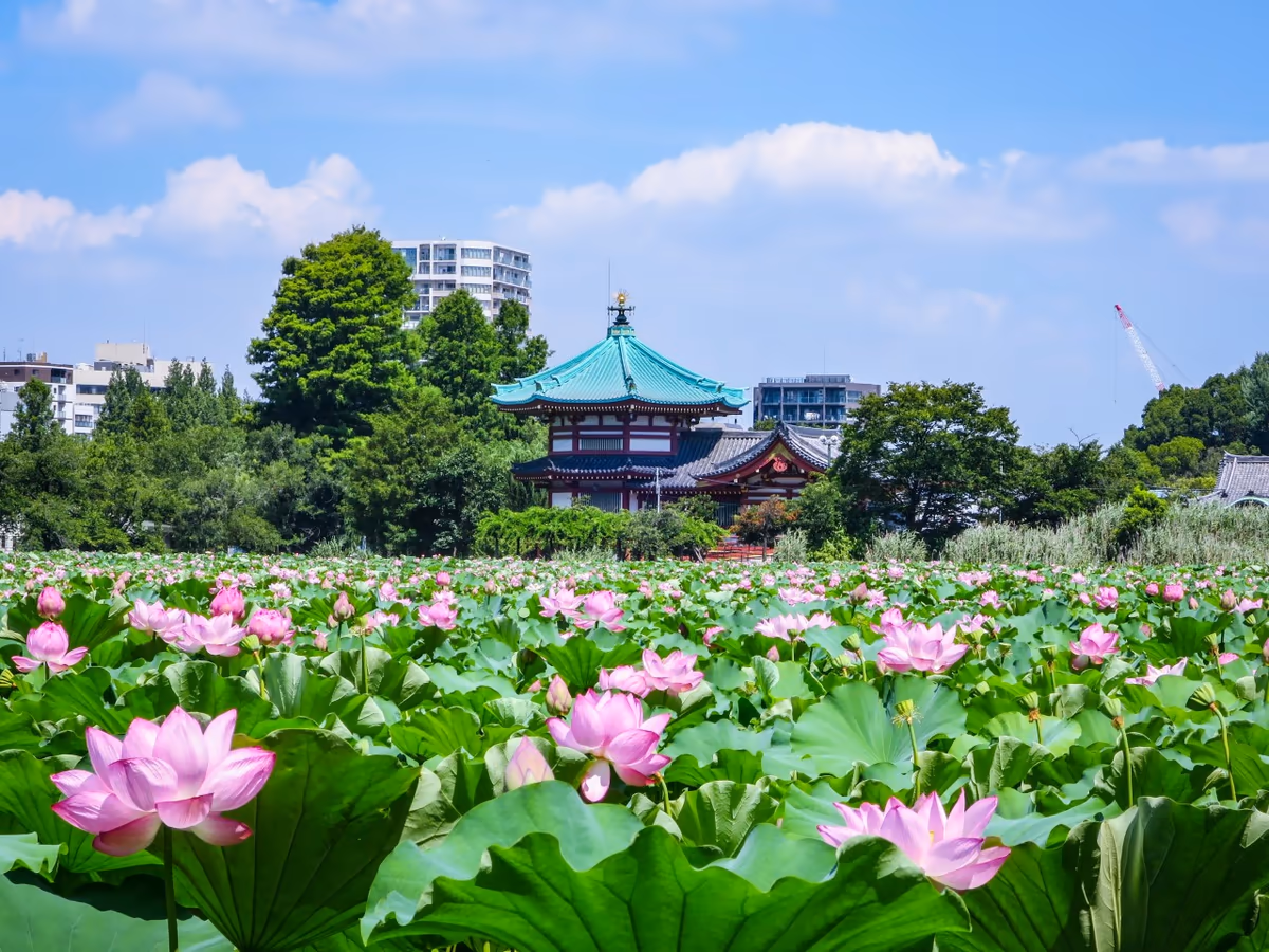 投稿写真：不忍池辨天堂とハスの花