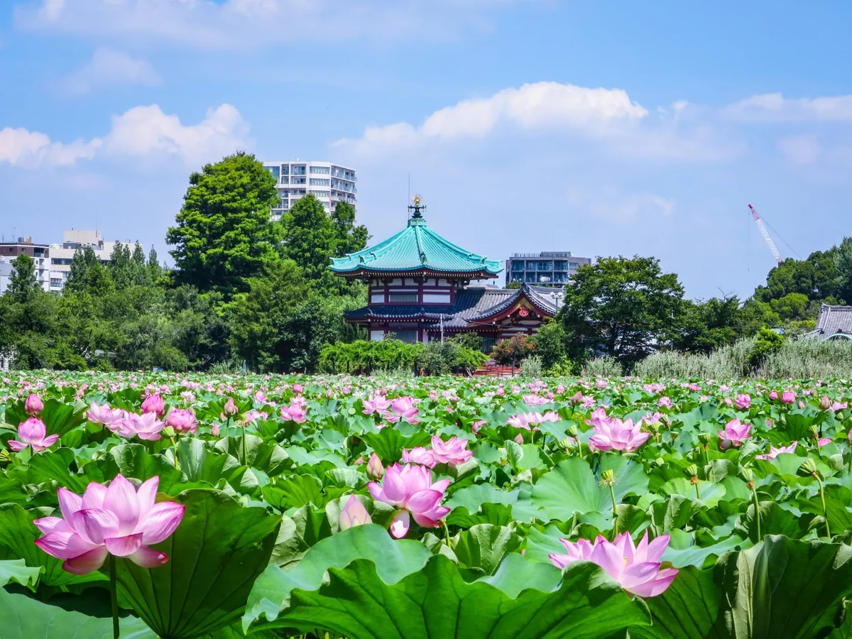 投稿写真：不忍池辨天堂とハスの花