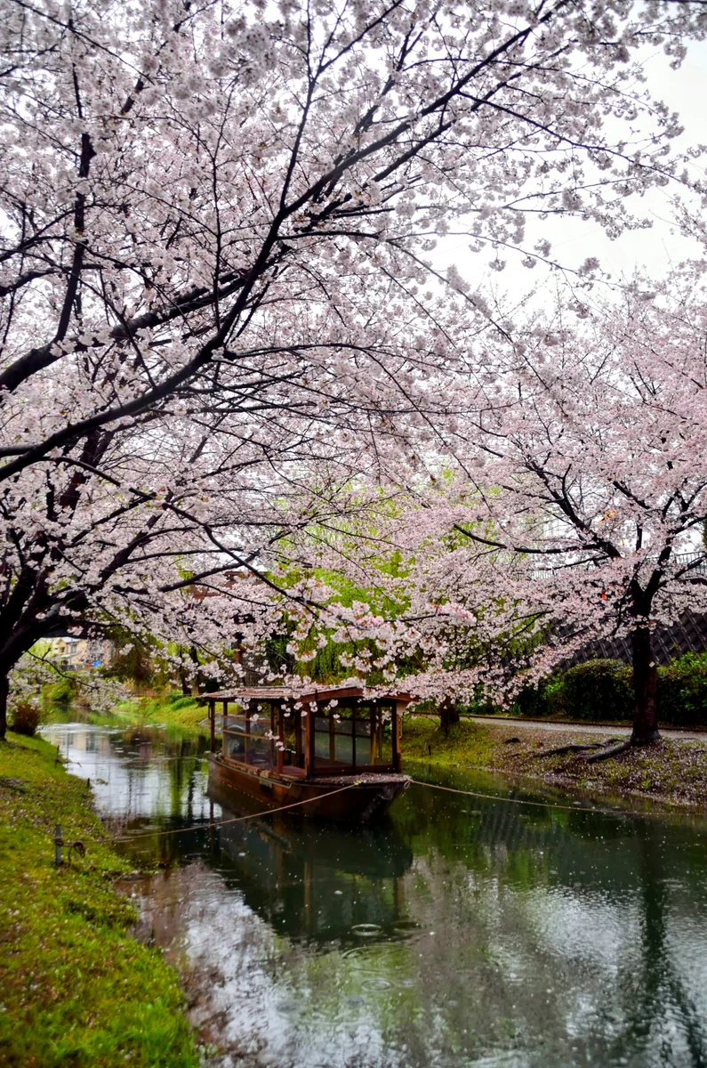 投稿写真：伏見　桜の下の十石舟