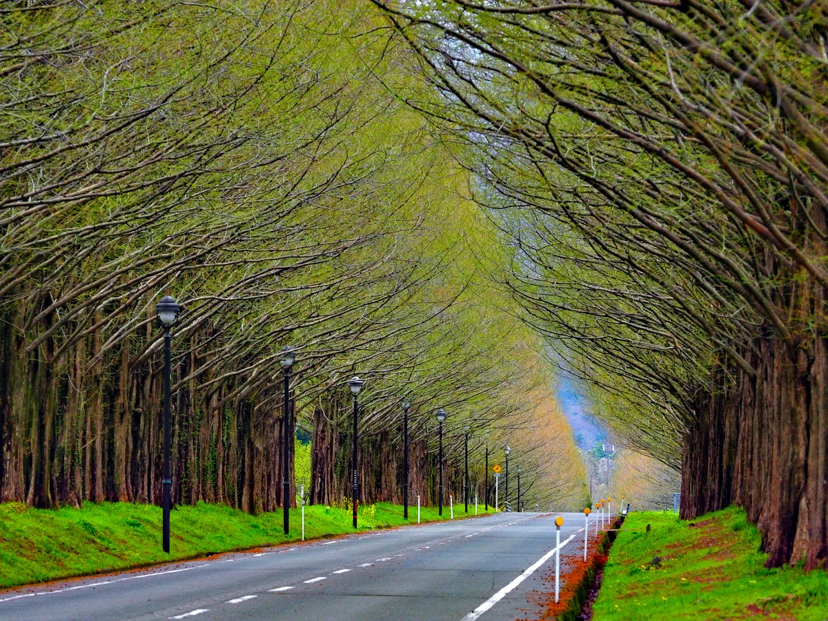 投稿写真：新緑のメタセコイア並木