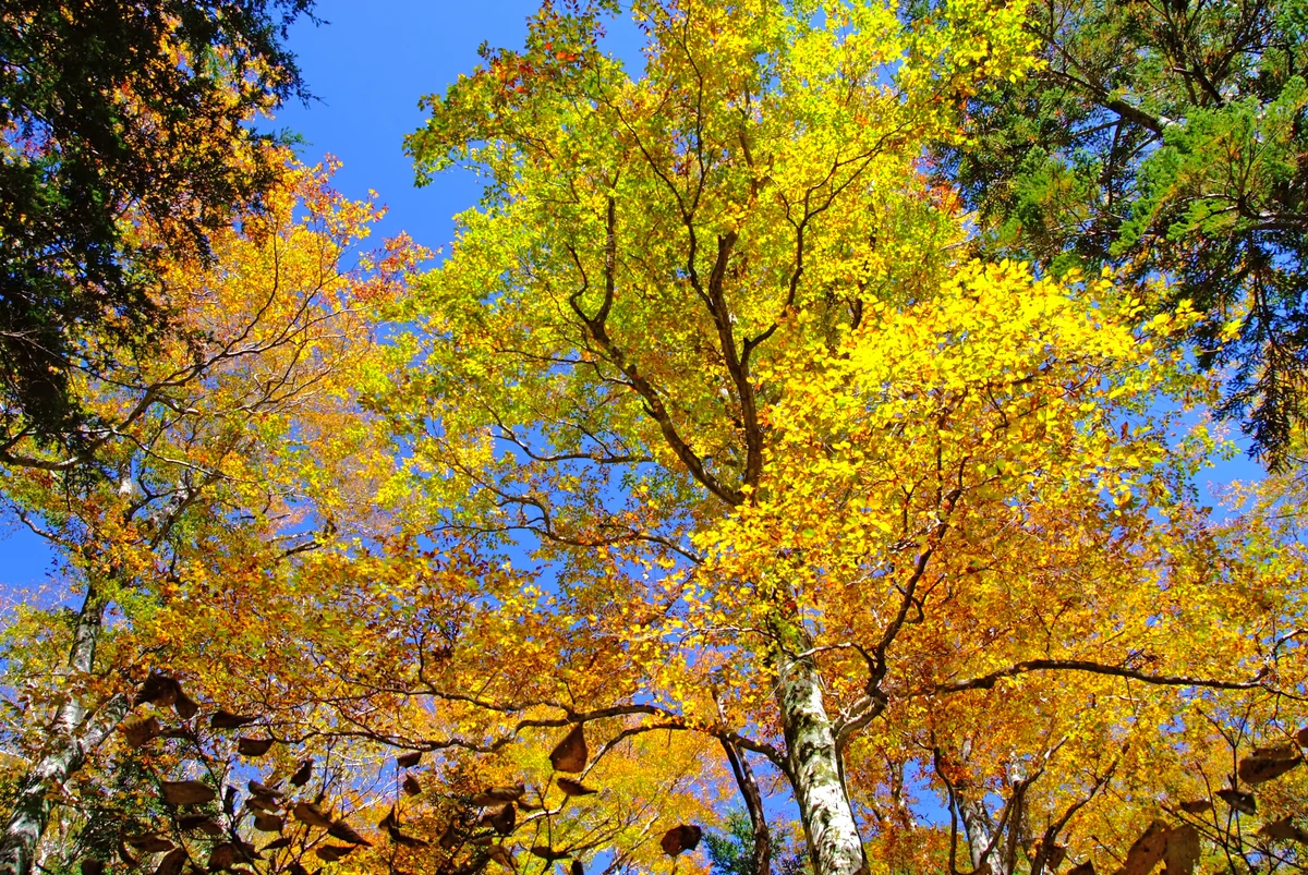 投稿写真：「秋の童話」上高地編その２