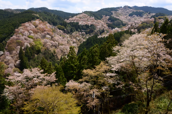 投稿：吉水神社から眺める桜の絶景、一目千本（中千本）