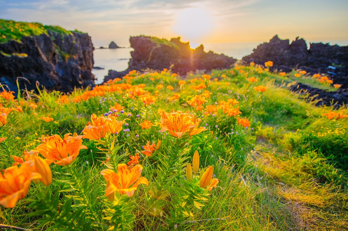 投稿写真：夕陽と岩百合