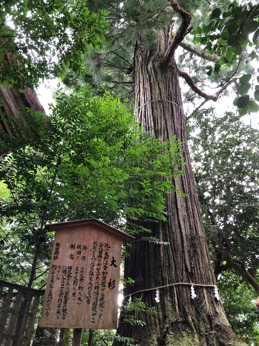 投稿写真：大杉