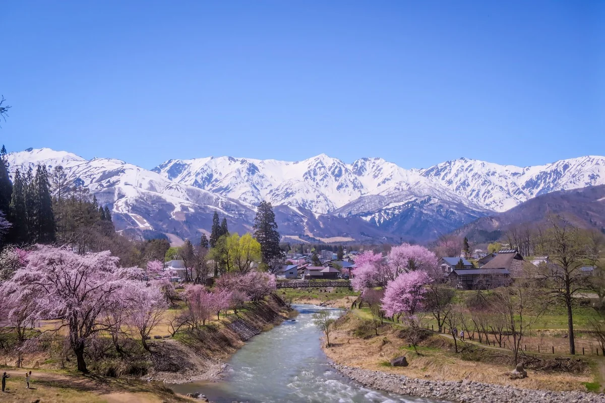 投稿写真：青空に映える満開の桜と残雪の北アルプス