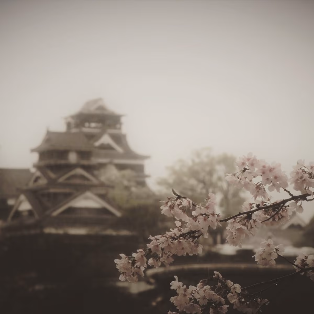 投稿写真：「雨、桜、熊本城」