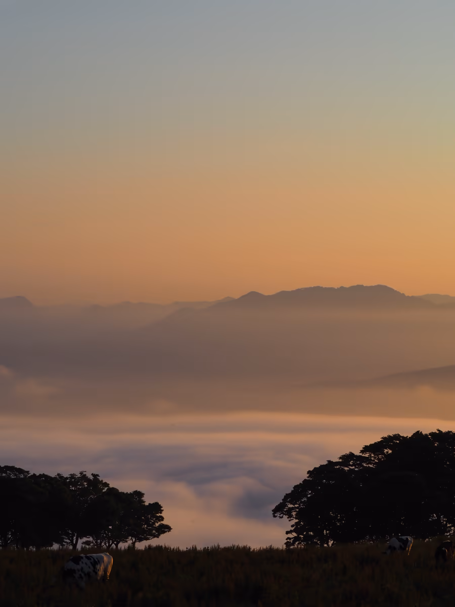 投稿写真：夕暮れの雲海