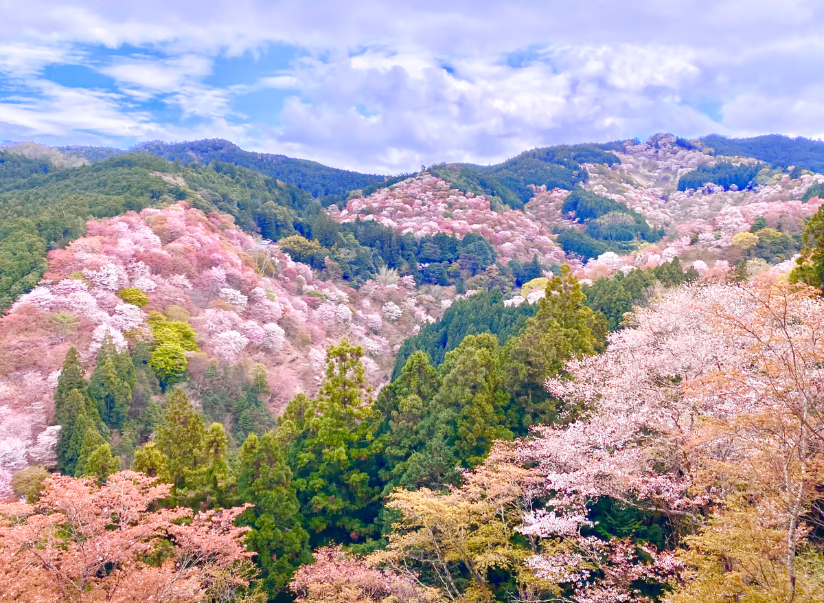 投稿写真：天下人が愛した桜の絶景🌸世界遺産 一目千本桜