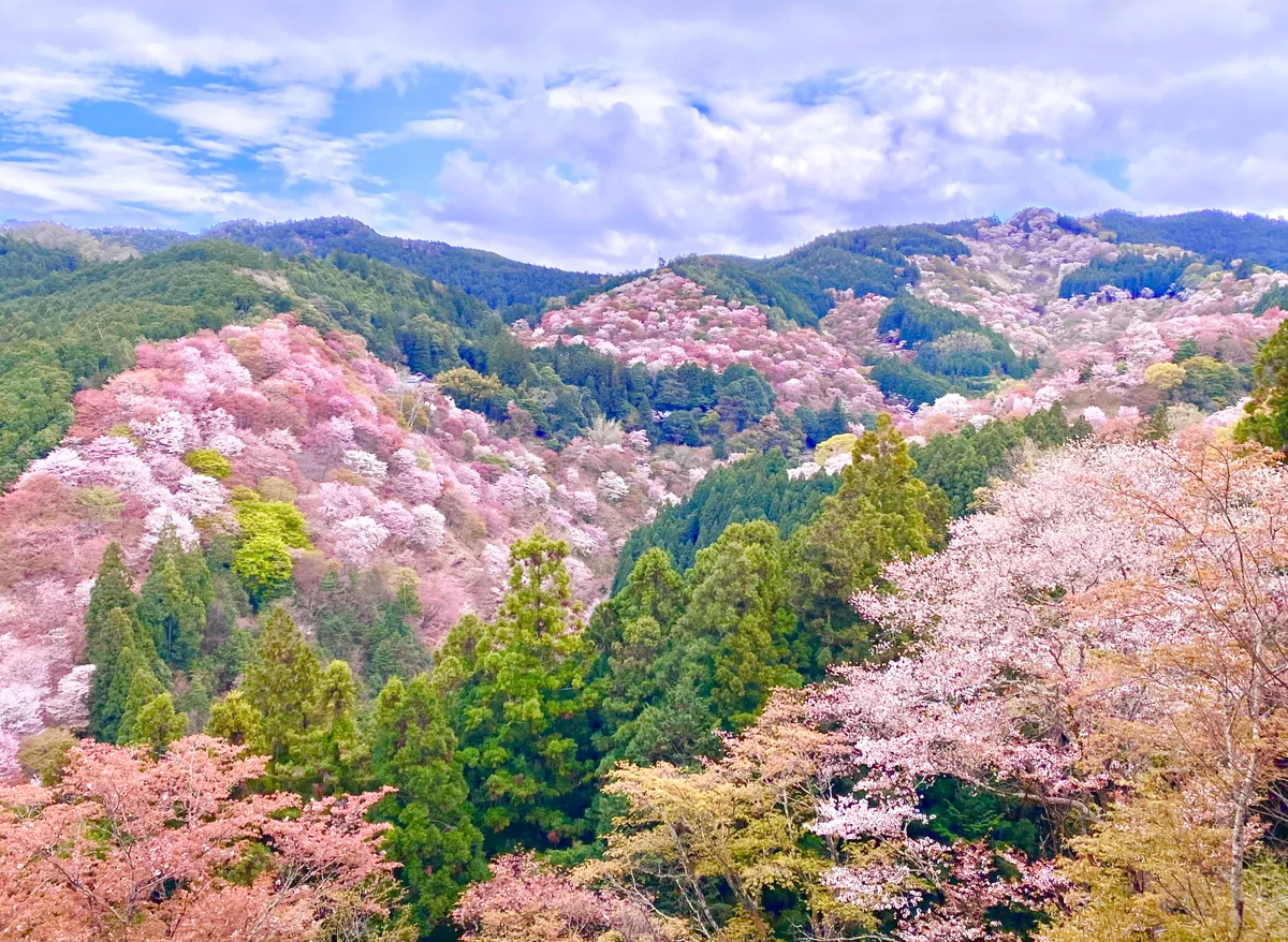 投稿写真：天下人が愛した桜の絶景🌸世界遺産 一目千本桜