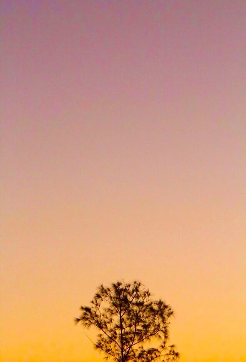 投稿写真：西表島