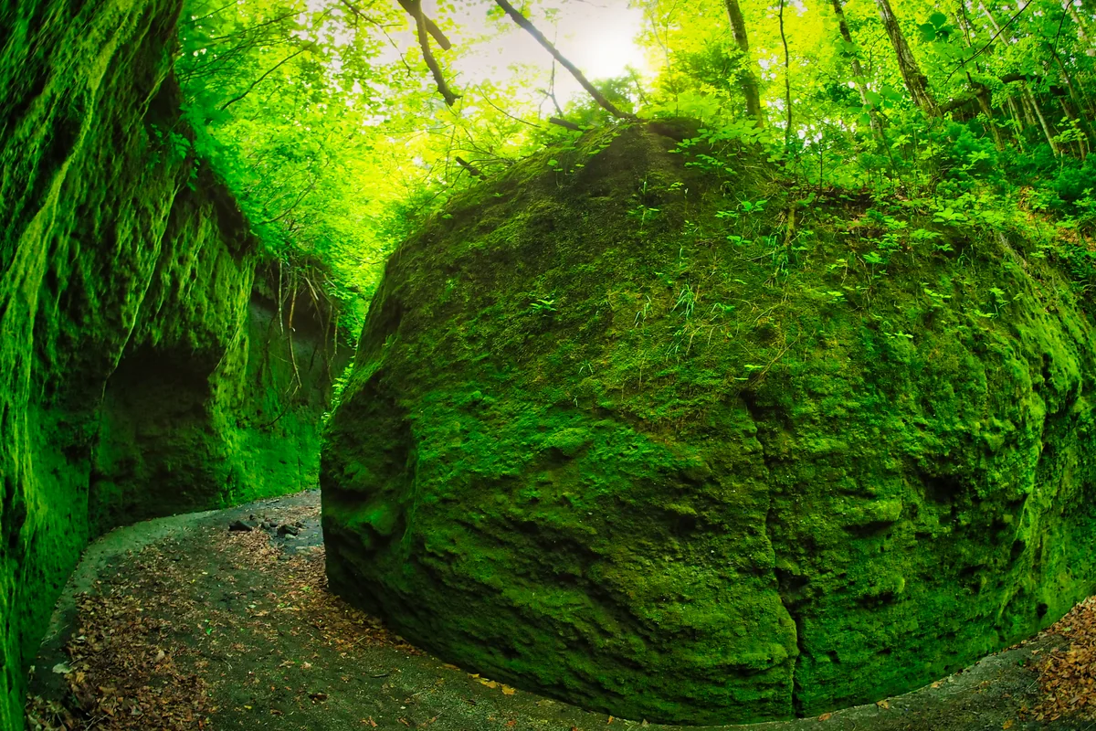 投稿写真：苔の岩