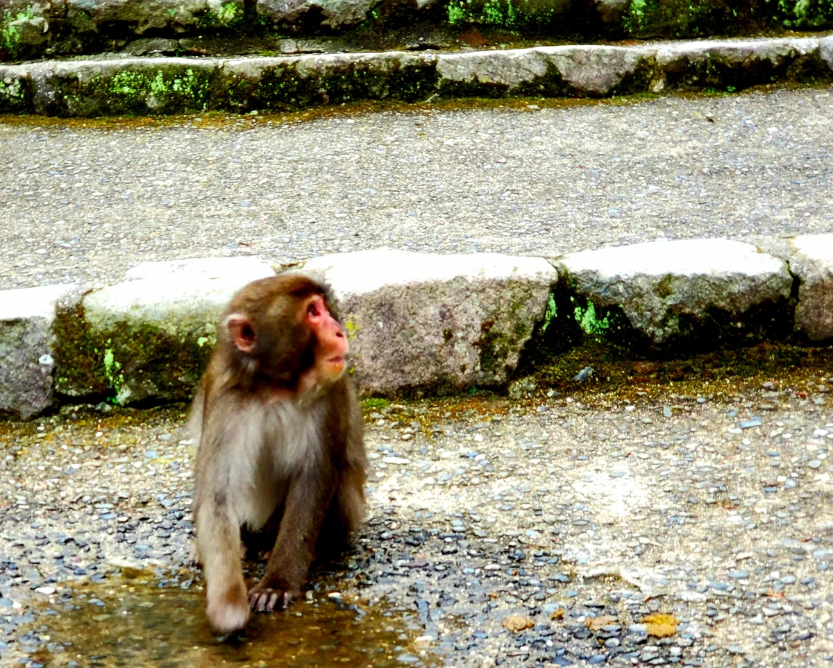 投稿写真：野生の子ザル