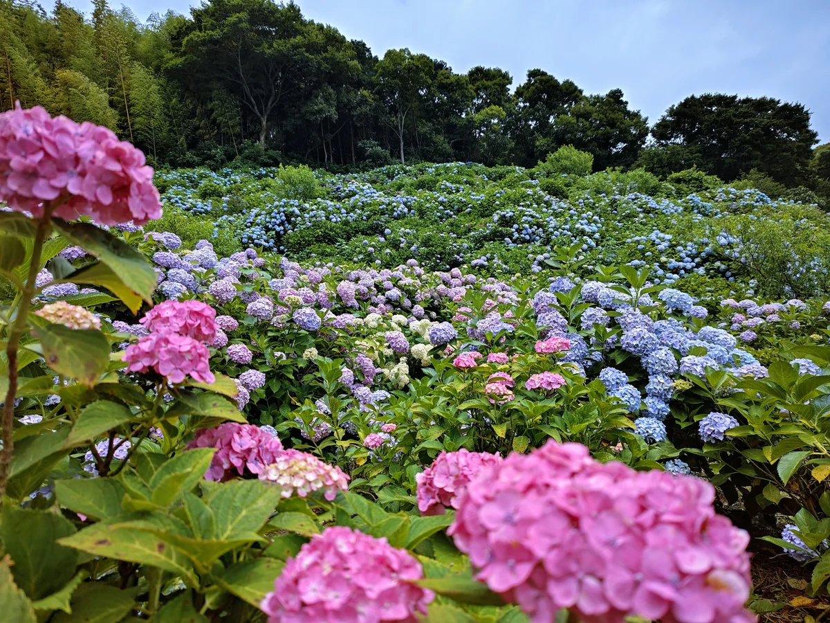 投稿写真：見渡す限りの紫陽花