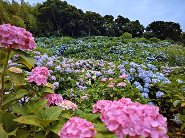 投稿：見渡す限りの紫陽花