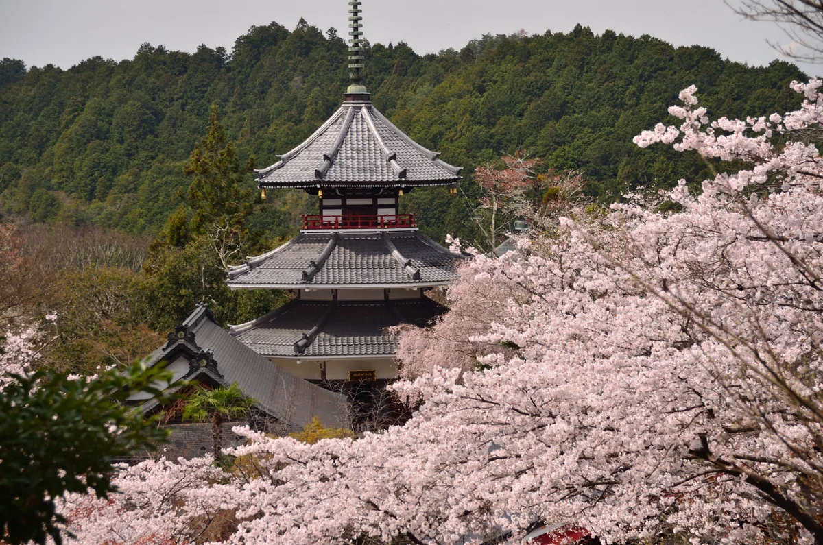 投稿写真：吉野妙法院桜