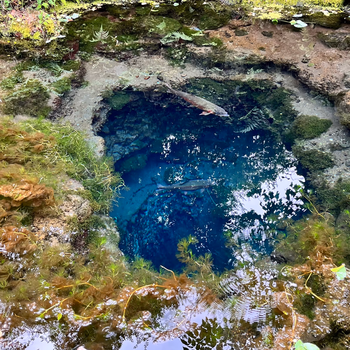 投稿写真：湧水