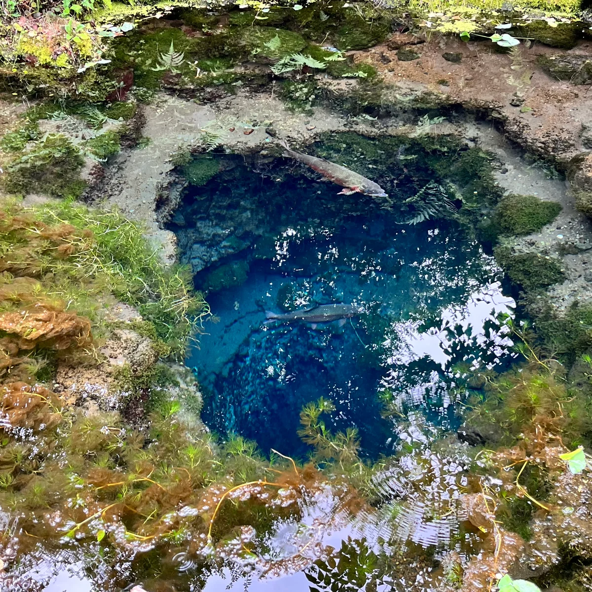 投稿写真：湧水