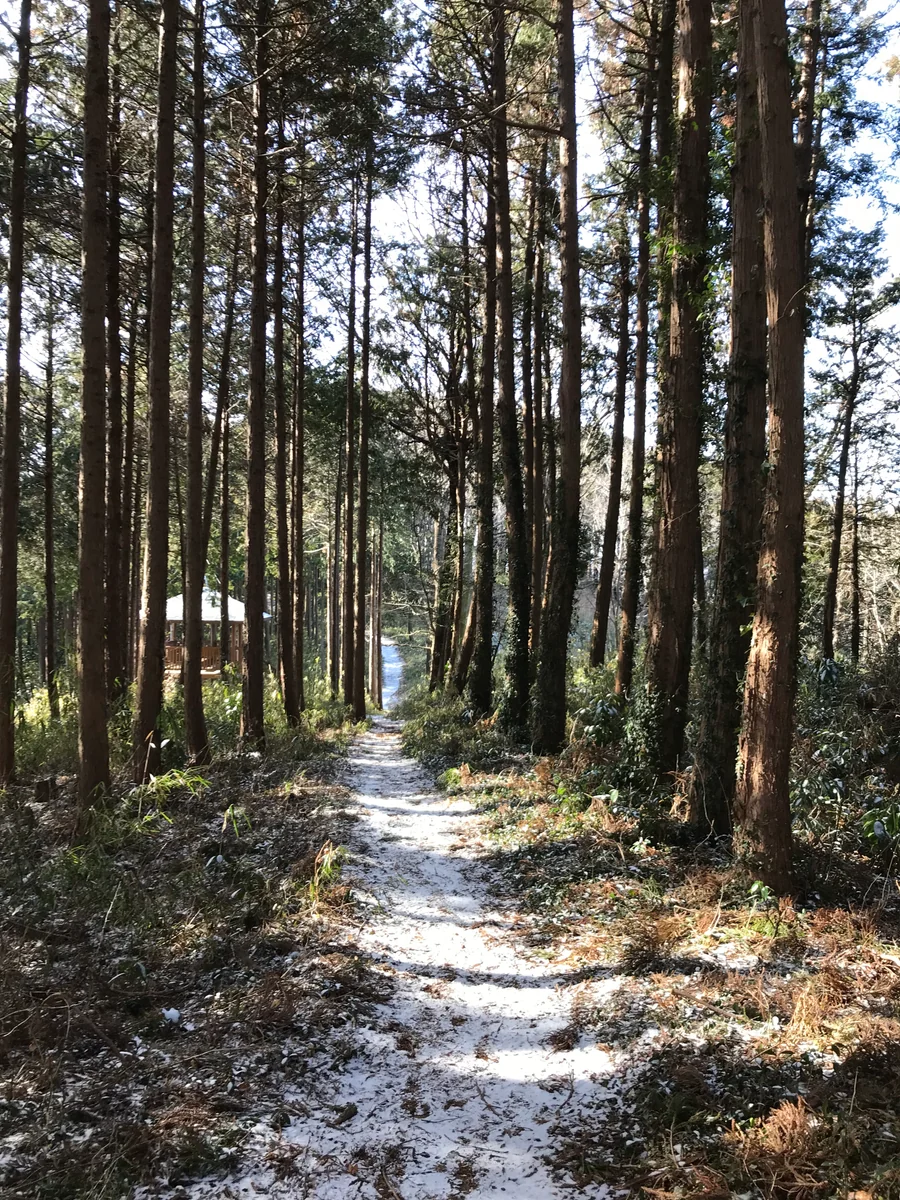 投稿写真：仙元山に向かう山道