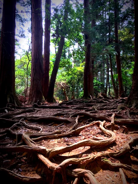投稿：京都　鞍馬寺