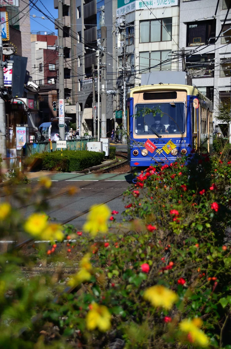 投稿写真：薔薇と東京さくらトラム