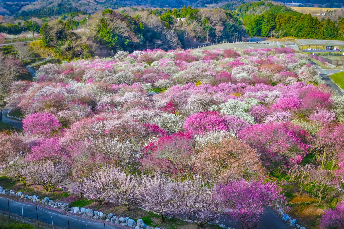 投稿写真：いなべ市梅林公園
