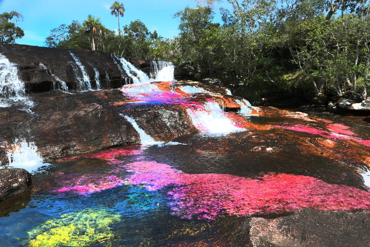 投稿写真：Caño Cristales