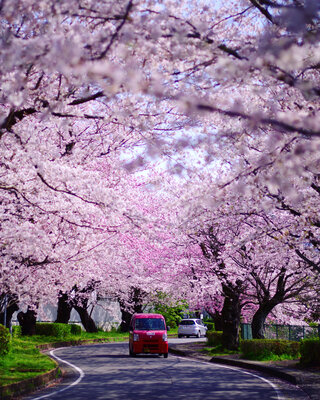 投稿：春を届けに来たよー