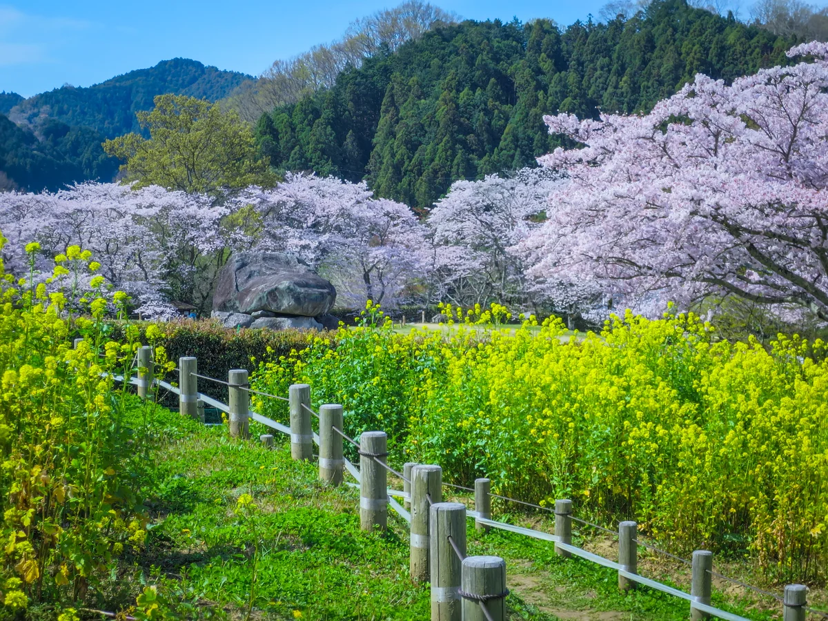 投稿写真：満開の桜と菜の花にかこまれた石舞台古墳