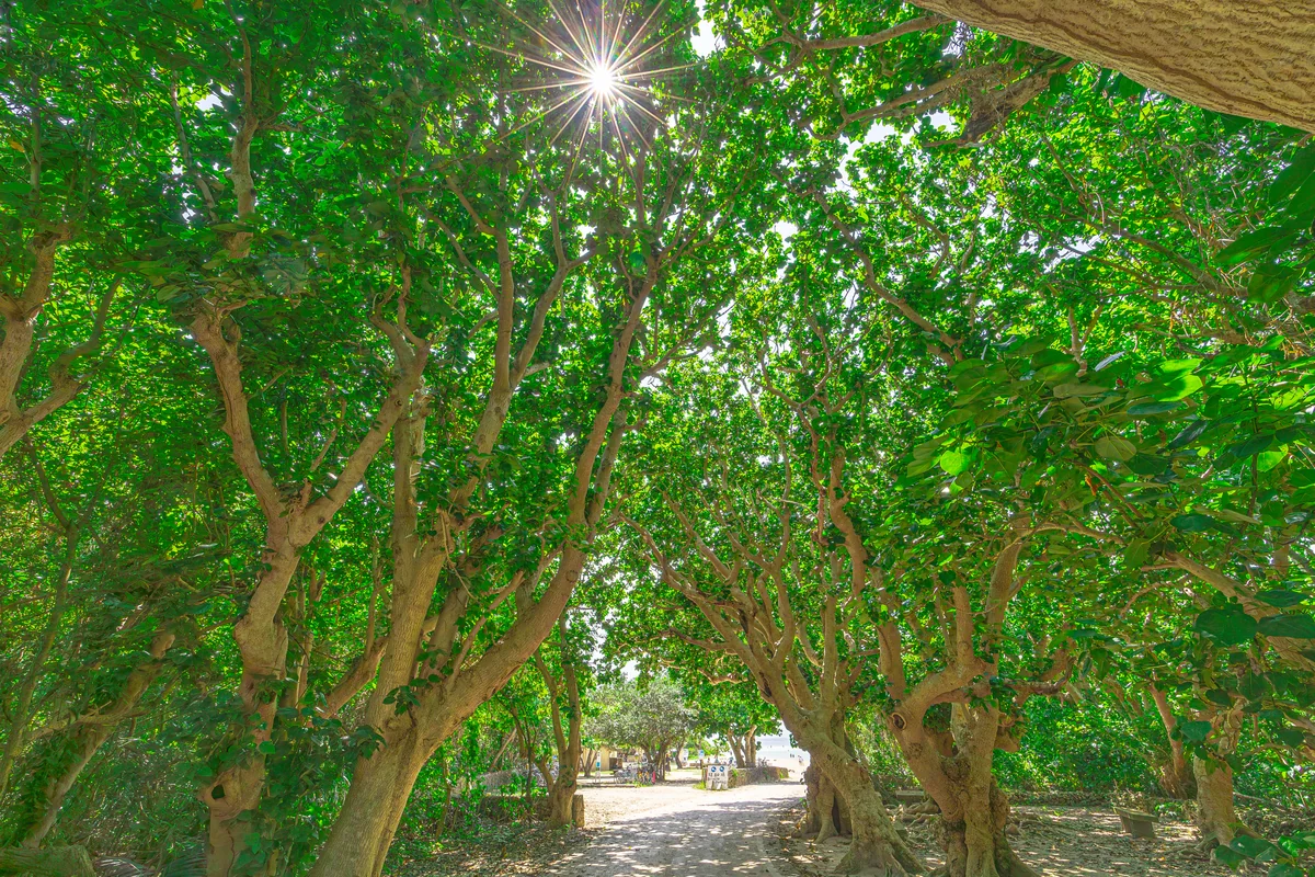 投稿写真：木漏れ陽の下で