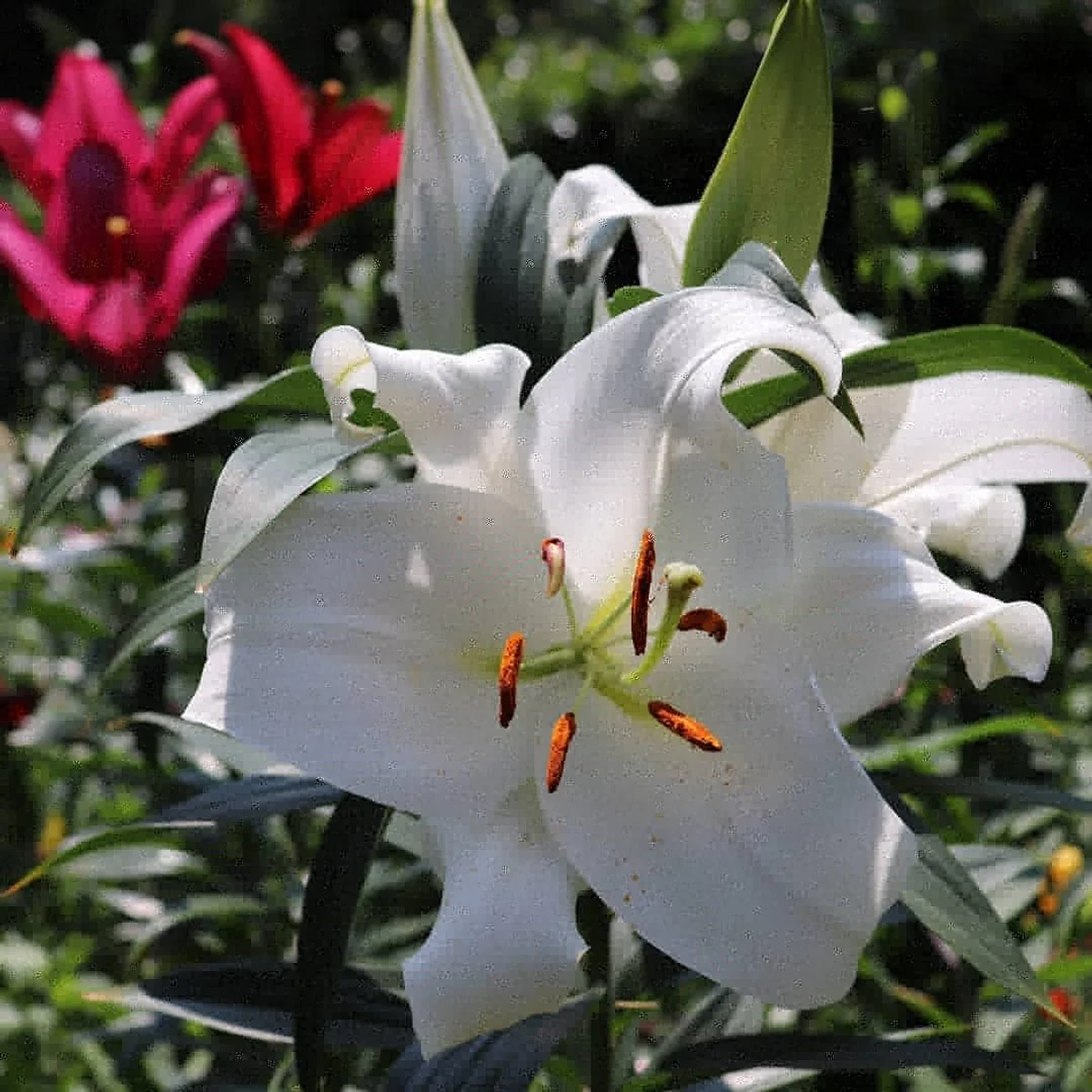 投稿写真：可睡ゆりの園