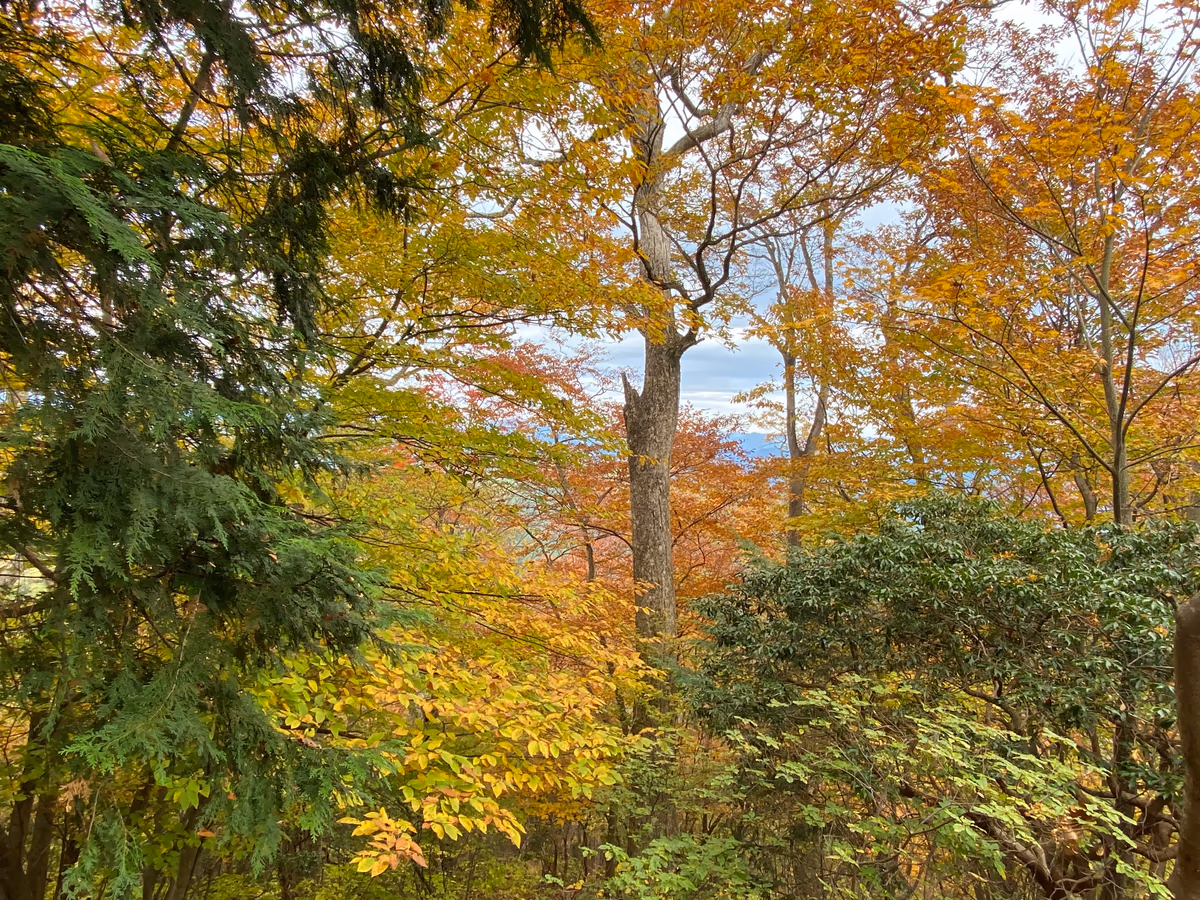 投稿写真：紅葉グラデーション