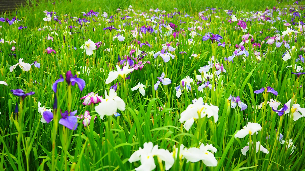 投稿写真：潮来の菖蒲