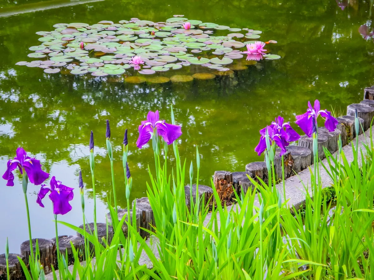 投稿写真：ハナショウブとスイレン