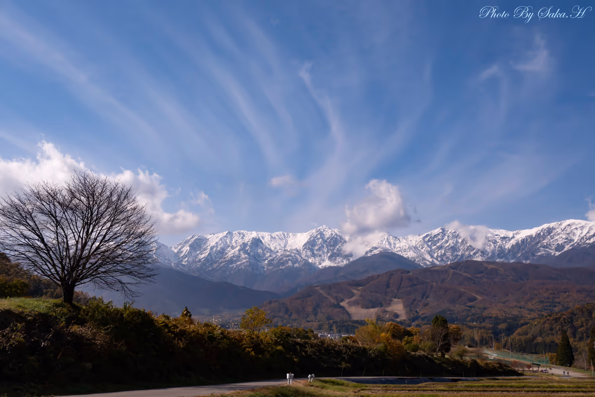 投稿写真：野平の１本桜