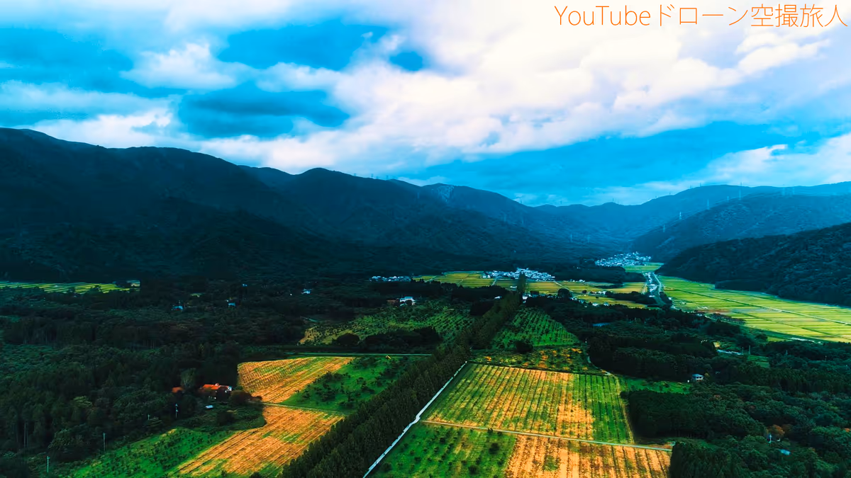 投稿写真：メタセコイア並木の絶景ドローン空撮｜綺麗な紅葉景色関西No1